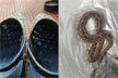 Bengaluru techie, 41, dies after being bitten by snake hiding in his footwear